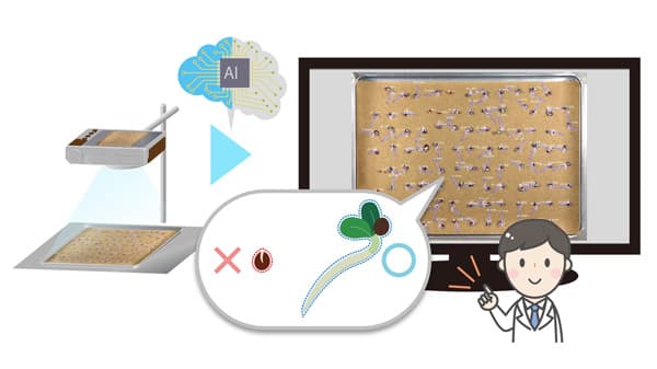 「AI発芽検査」新バージョン　タキイ種苗とカネコ種苗に導入　NTTテクノクロス