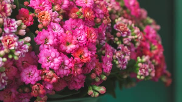 「カランディーバ」をリブランディング　日本市場で新たなマーケティング戦略　デュメンオレンジ