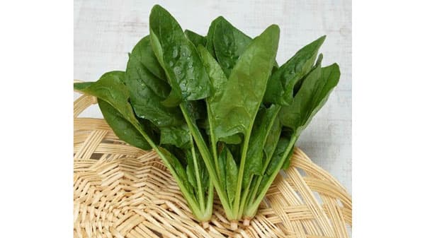 "えぐみ"のシュウ酸を70%オフ　サラダほうれん草「まろみ」新発売　トーホク