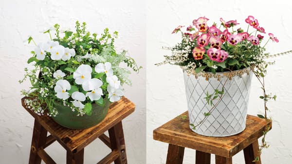 パンジー『よく咲くスミレ』シリーズに新色「マシュマロ」「アップルソーダ」追加　サカタのタネ