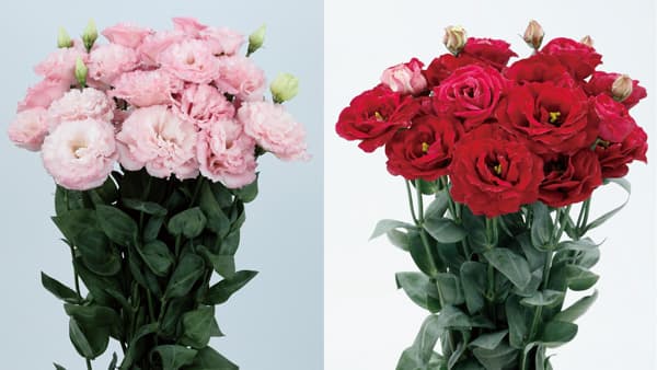 高温期の栽培に向く「トルコギキョウ」種子　11月上旬から発売　サカタのタネ