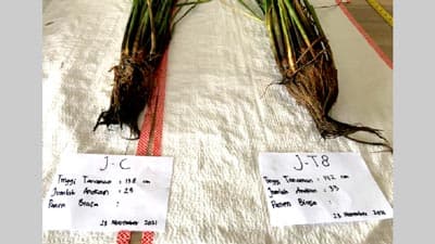 微生物植物活性剤「東京8」がJAS有機資材認定　有機農業の生産性を倍増　太陽油化