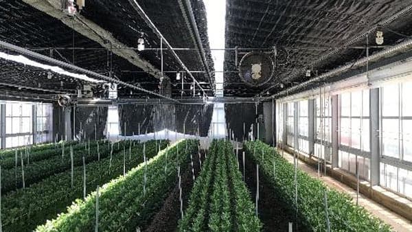 ハウス内張りカーテン「なつみスクリーン」にアルミ2種が新発売　イノチオアグリ