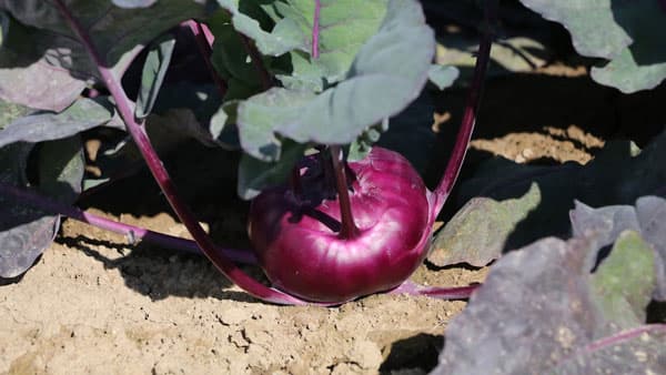 カブとも違う独特の食味「カーボロ・ラーパ・ミスタ」新発売　トキタ種苗