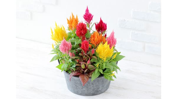 ケイトウ「フランマ」シリーズ　営利生産者向け種子を発売　サカタのタネ