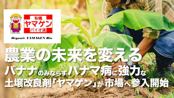 パナマ病に強力な土壌改良剤「ヤマゲン」市場参入を予定　創建エース
