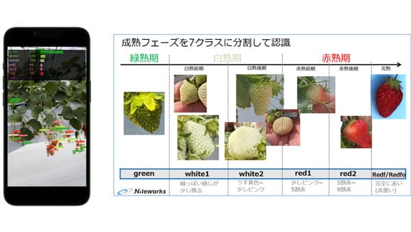 スマホでシンプル「イチゴ収量予測ツール」 販売開始　ナイルワークス