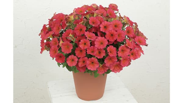 雨でもあでやか「ビューティカル」シリーズ新色を先行販売　サカタのタネ