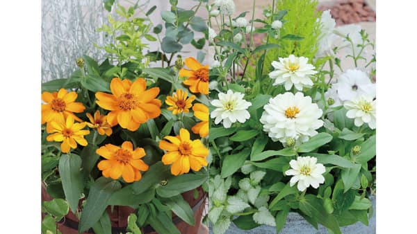 ジニア「プロフュージョン」に2品種追加　サカタのタネ