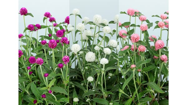 センニチコウの新シリーズ「ミラーボール」3品種を発売　サカタのタネ