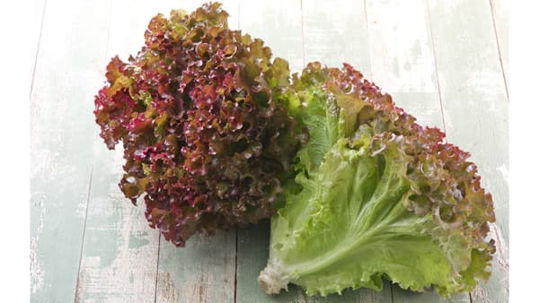 耐病性にすぐれる極晩抽レッドリーフレタス「フレアルージュ」新発売　タキイ種苗