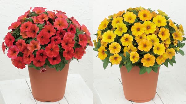 雨でもあでやか「ビューティカル」2品種を本格販売　サカタのタネ