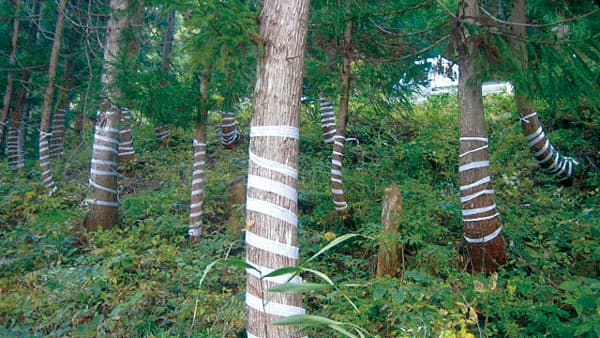 クマハギなど被害対策に　生分解性テープ「土、帰るテープ」新発売　松浦産業