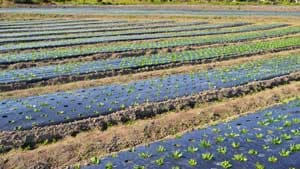 マルチング用途の農業用フィルム　2030年にかけてCAGR4.5％で成長予想