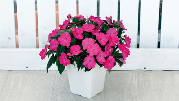 「サンパティオ」シリーズに新色「ローズピンク」発売　サカタのタネ