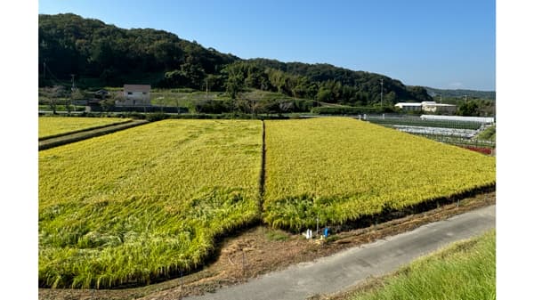 農機具王「アグリスイッチ」高温障害対策の相談受付を強化中