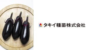 低温期・高温期も高い単為結果性を発揮　ナス「PC鶴丸」新発売　タキイ種苗