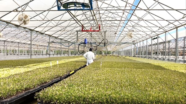 米国のトマト栽培で大規模なスキーポン実証試験開始　アクプランタ