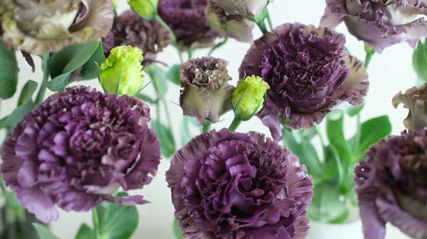 青山フラワーマーケットと共同プロジェクト第2弾　トルコギキョウ「深紫」限定販売　サカタのタネ