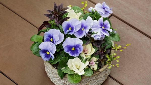 パンジー『パシオ』シリーズにさわやかな新色「ブルーフレア」追加　サカタのタネ