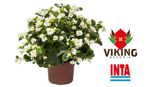 大型の種間雑種ベゴニア「Viking White on Green」海外で販売開始　サカタのタネ