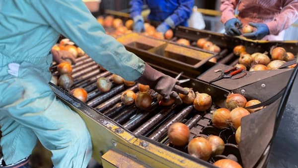 選別作業を自動化　農業種を対象にAI画像検査　サンプルを募集開始　スカイロジック