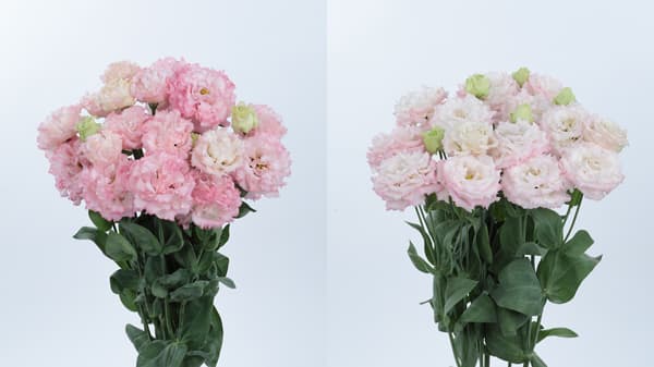 大輪フリンジ八重咲きトルコギキョウ「ボヤージュ」シリーズ　新品種発売　サカタのタネ