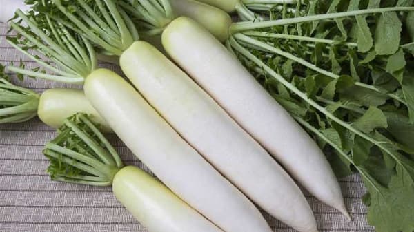 発売50周年「青首ダイコン」の代名詞『耐病総太り』の軌跡　タキイ種苗