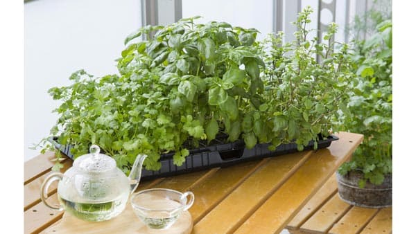 春の家庭菜園に　ベランダや窓際で"セルトレイ栽培"を提案　タキイ種苗