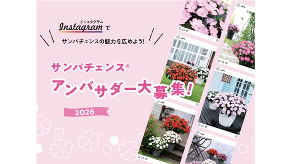 20周年で魅力発信「サンパチェンスアンバサダー」第1期を募集開始　サカタのタネ
