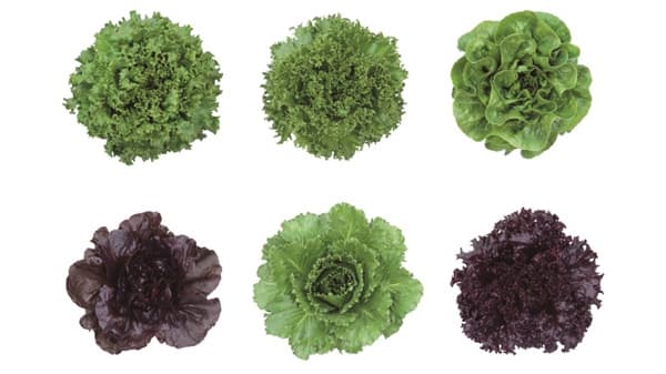 植物工場にも適するリーフレタス新シリーズ「カンピオーネ」発売　サカタのタネ