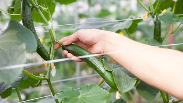 「きゅうりの有機栽培プロジェクト」始動　久留米原種育成会