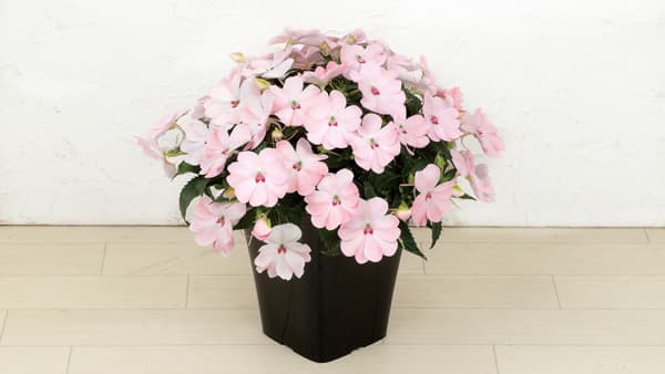 桜色のグラデーション「サンパティオ ブラッシュピンク」本格販売　サカタのタネ