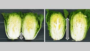 世界最高峰の晩抽性　ハクサイ新品種「いとさい1号」を育成　岩手大など