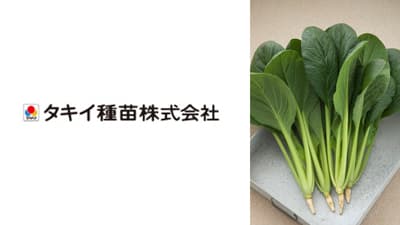 白さび病と萎黄病に強耐病性　コマツナ「夏蒼天」種子を新発売　タキイ種苗