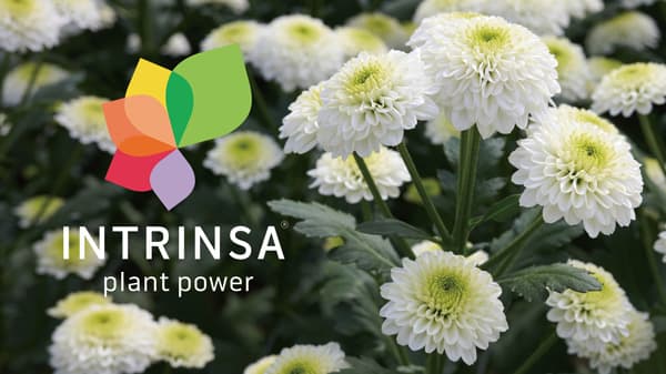 切り花マム　耐病害虫性「イントリンサ品種」で差別化促進　デュメンオレンジ