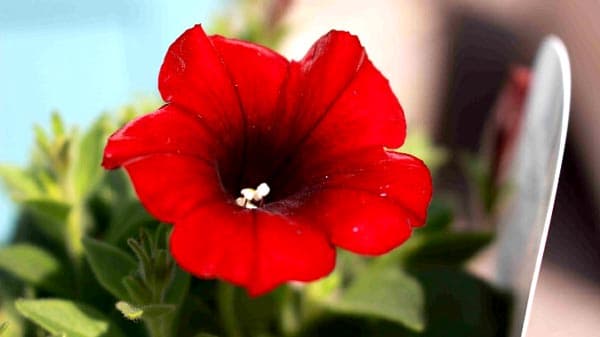 "雪ミク"コラボペチュニア第3弾「MEIKOペチュ」発売　横浜植木