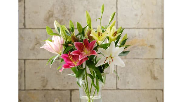 高機能バイオ炭「宙炭」で育てたユリ　日比谷花壇で販売　TOWING