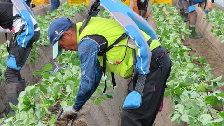 農水省スマート農業実証「マッスルスーツ」で時間・労働費に削減効果　イノフィス