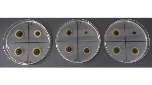 【特殊報】ブロッコリーの黒すす病にSDHI剤耐性菌が発生　北海道