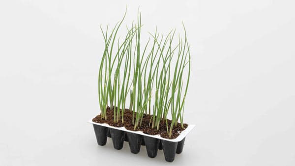 ネギ苗に革命「極苗2023」ねぎびとカンパニーと共同開発　カネコ種苗