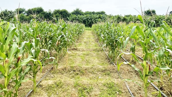 タイにおける高機能バイオ炭を活用した農業実証を本格展開　TOWING