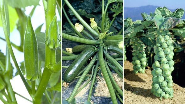意外と知らない野菜の"多様性"　畑でのシルエットを紹介　タキイ種苗