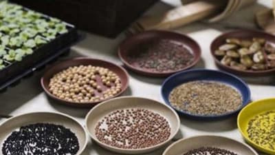 4月10日を「タネの日」に設定　種の大切さ認知へ　タキイ種苗