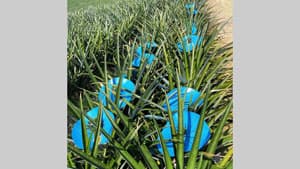 BASFの「IrgaCycle」パイナップルの日焼け対策保護剤に使われる再生プラを安定化