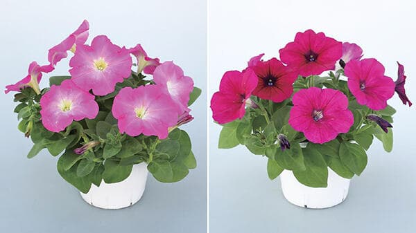 雨に強い実生系ペチュニア『バカラiQ』シリーズに新色追加　サカタのタネ