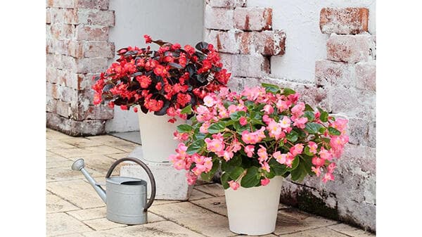 暑さや乾燥に強い　大型ベゴニア『バイキング』シリーズ発売　サカタのタネ