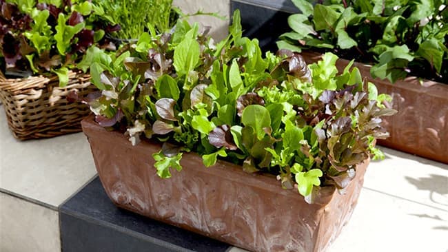 秋の家庭菜園は3つの「守る」がポイント　タキイ種苗