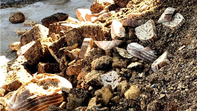 廃棄予定のパンを堆肥に活用し野菜生産　アルソア本社