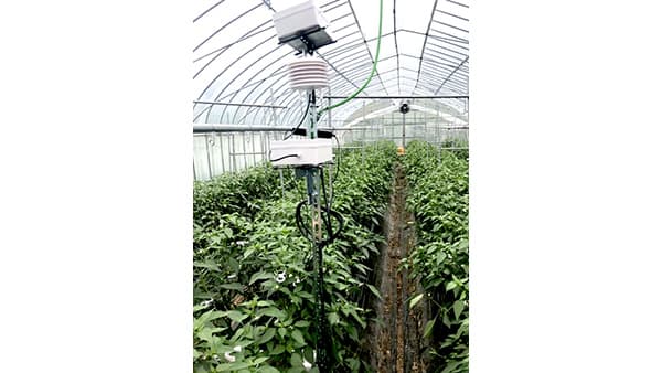 「万願寺甘とう」のスマート農業事業化に着手　舞鶴市とＫＤＤＩ